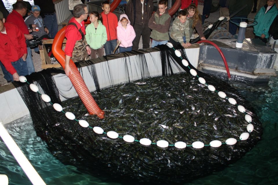 Spea's Hatchery